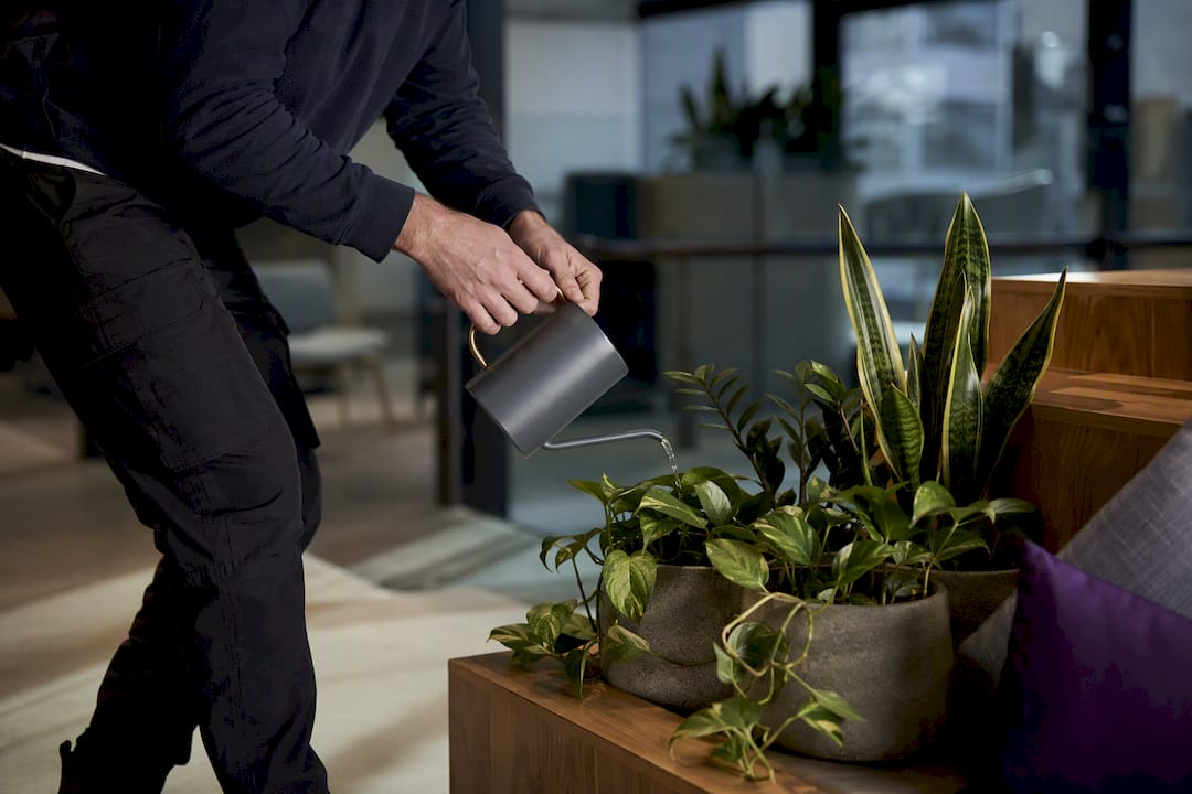 Worker watering low-maintenance office plants